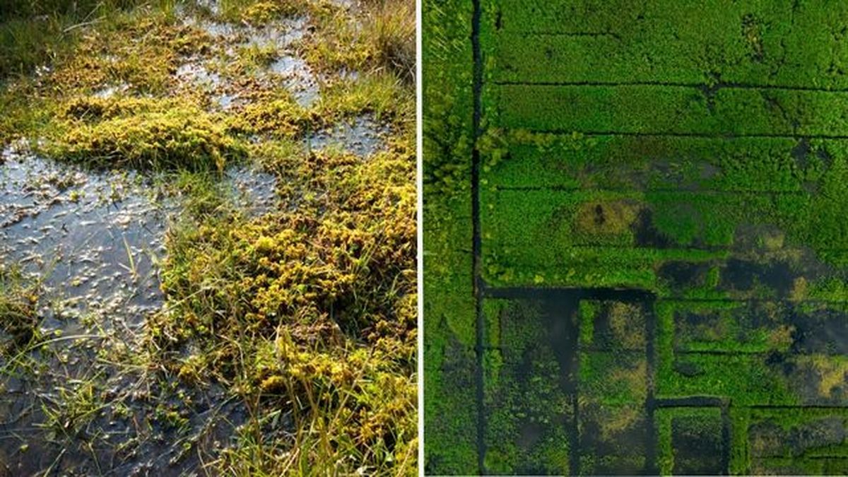 Sphagnum en las turberas