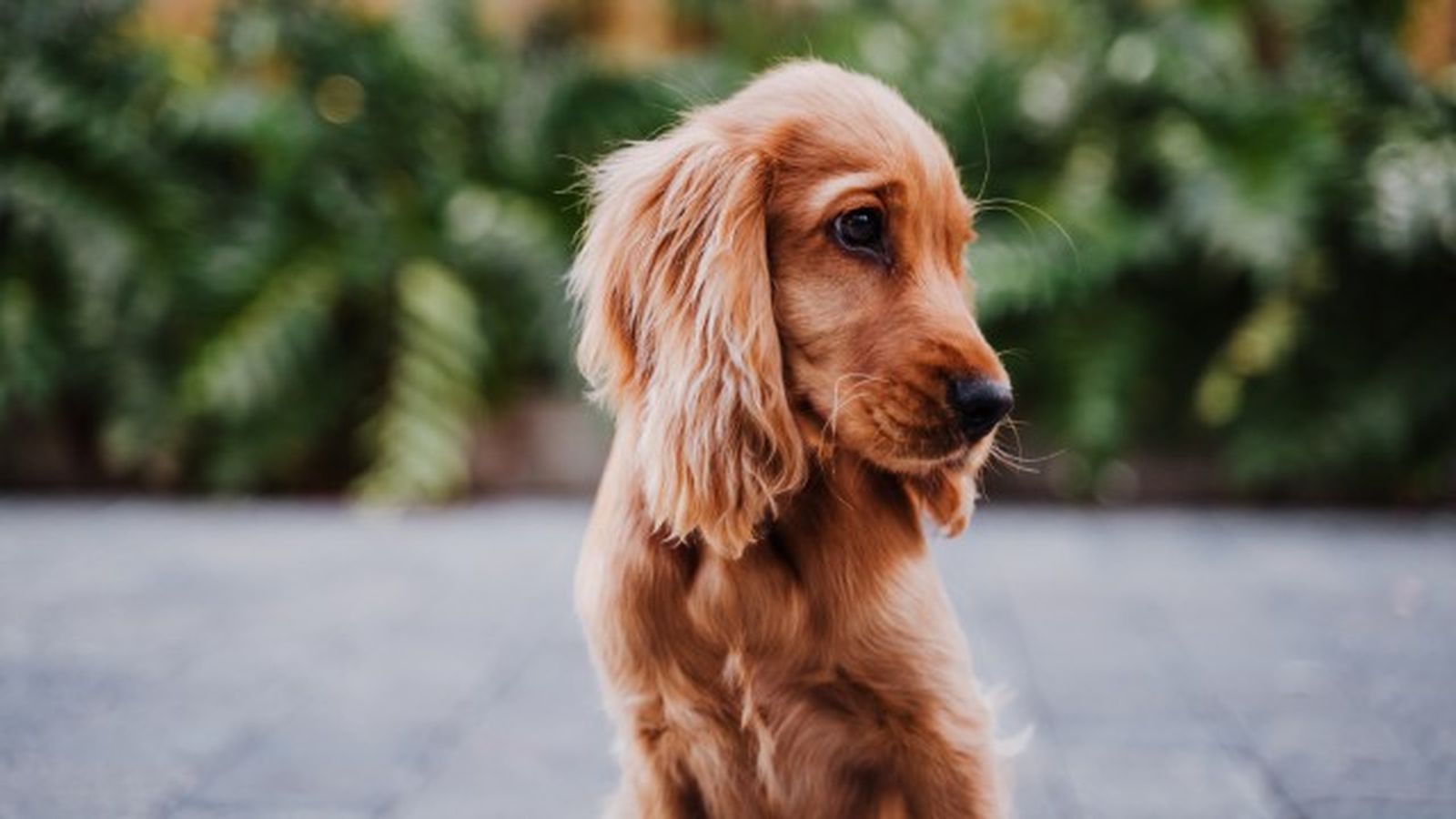 cocker spaniel 10 cocker spaniel 10