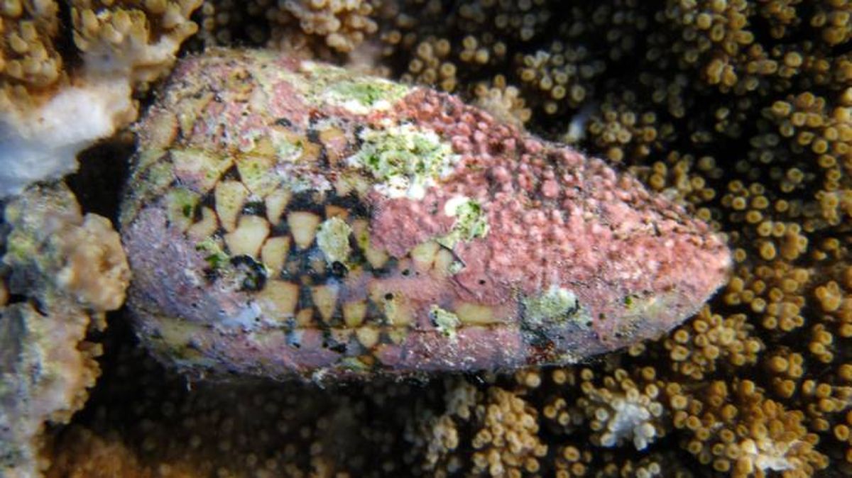 El caracol cono de mármol es un peligroso animal venenoso