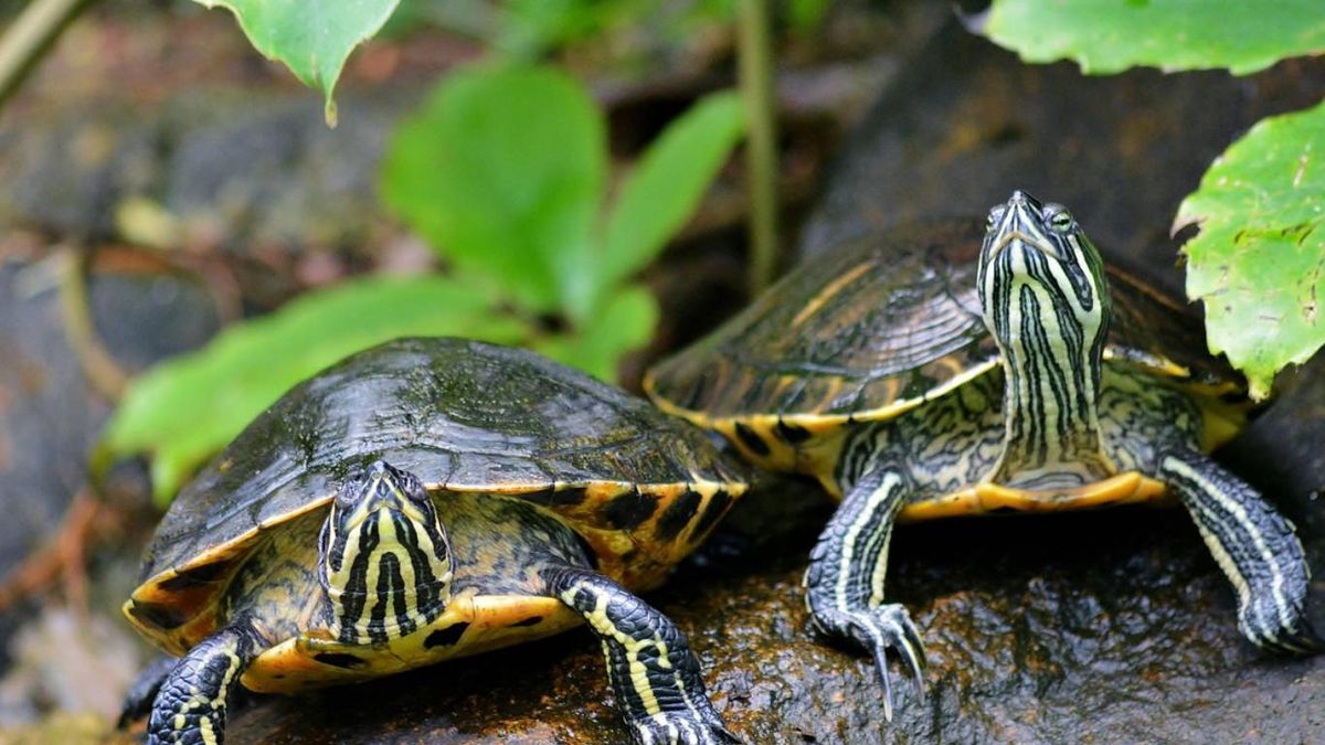 Factores clave para evitar el estrés de las tortugas