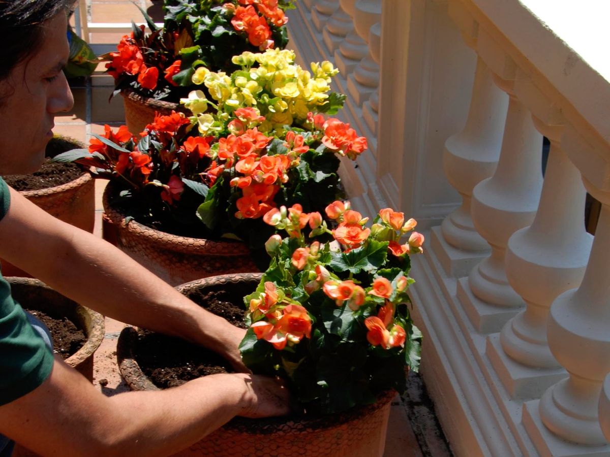 Plantando Begonias elatior.