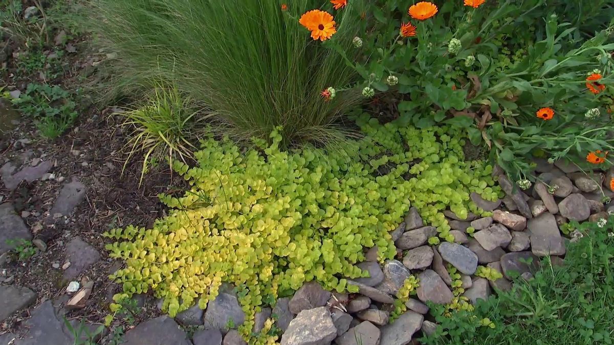 DEKO_617_Como separar parterre cesped