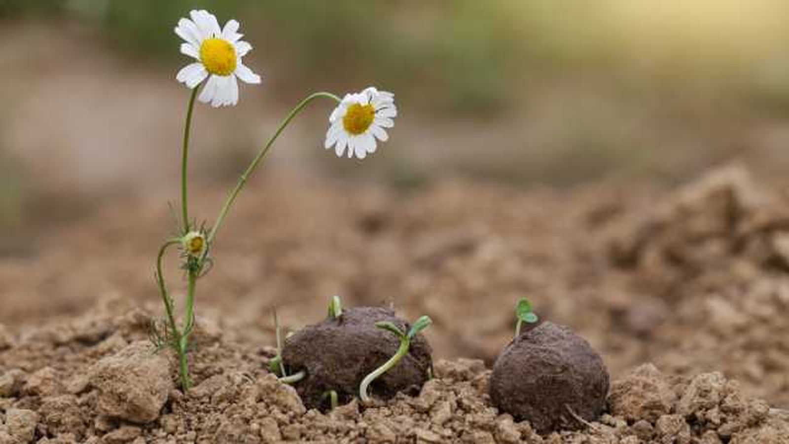 bomba de semilla germinando