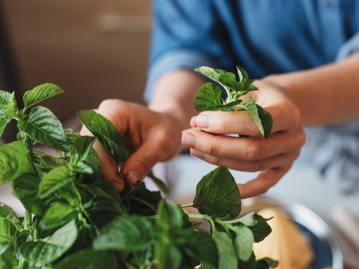 El aceite esencial de menta puede aumentando la capacidad pulmonar y mejorando la eficiencia respiratoria.