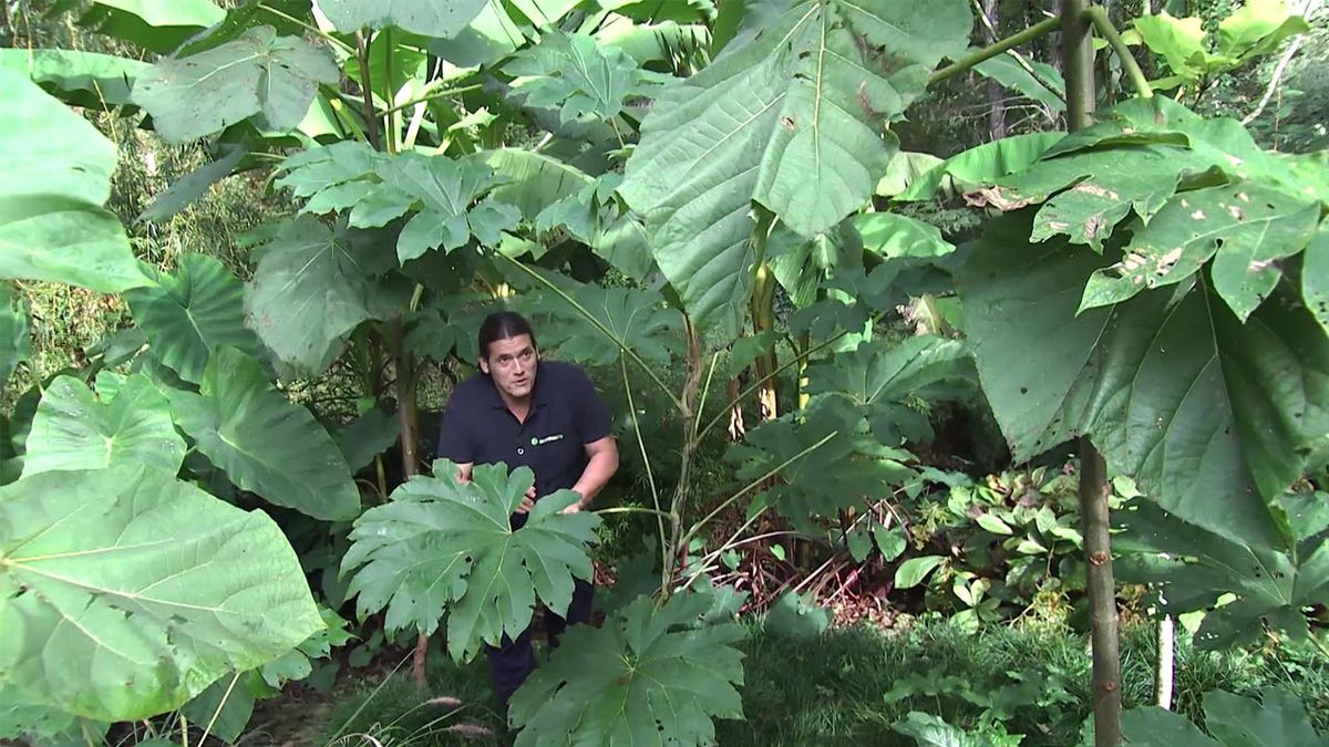 deco 750 jardin programacion