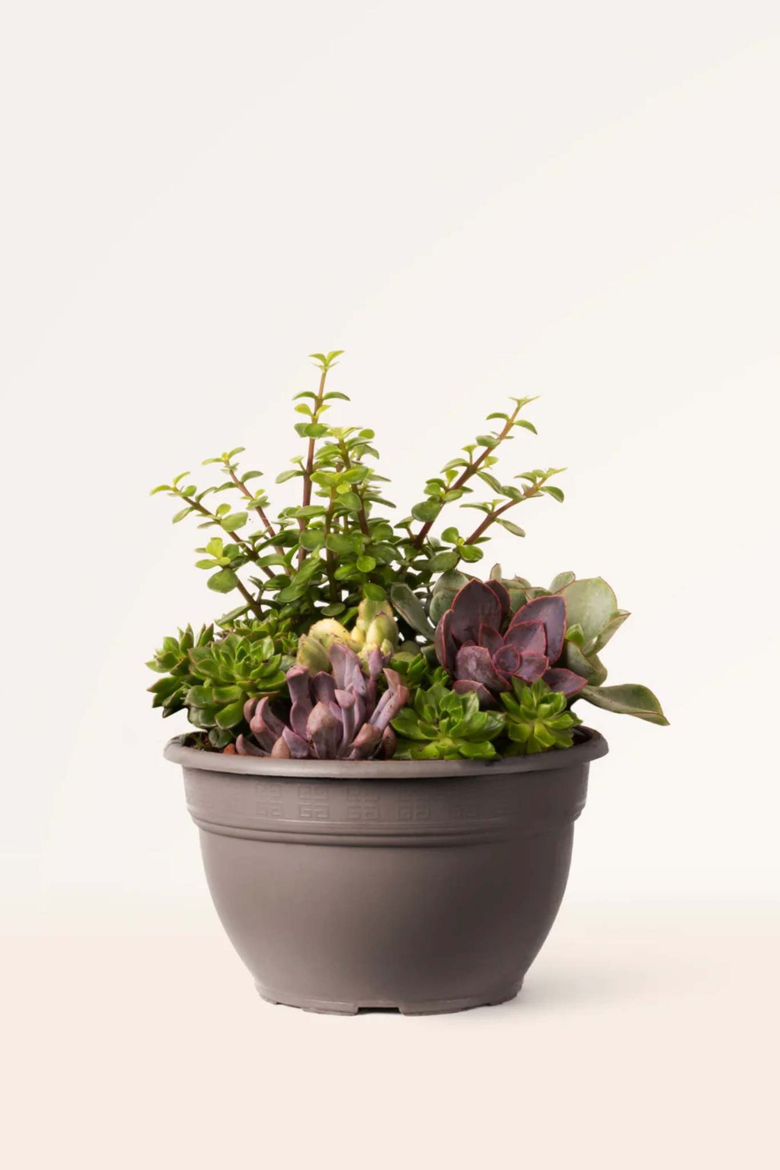 Succulent Spirit