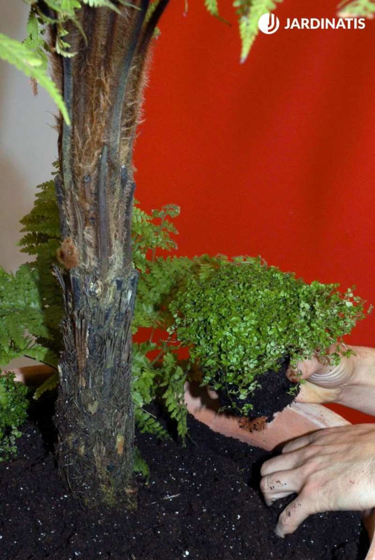 Soleirolia soleirolii junto a un helecho arbóreo dicksonia antarctica