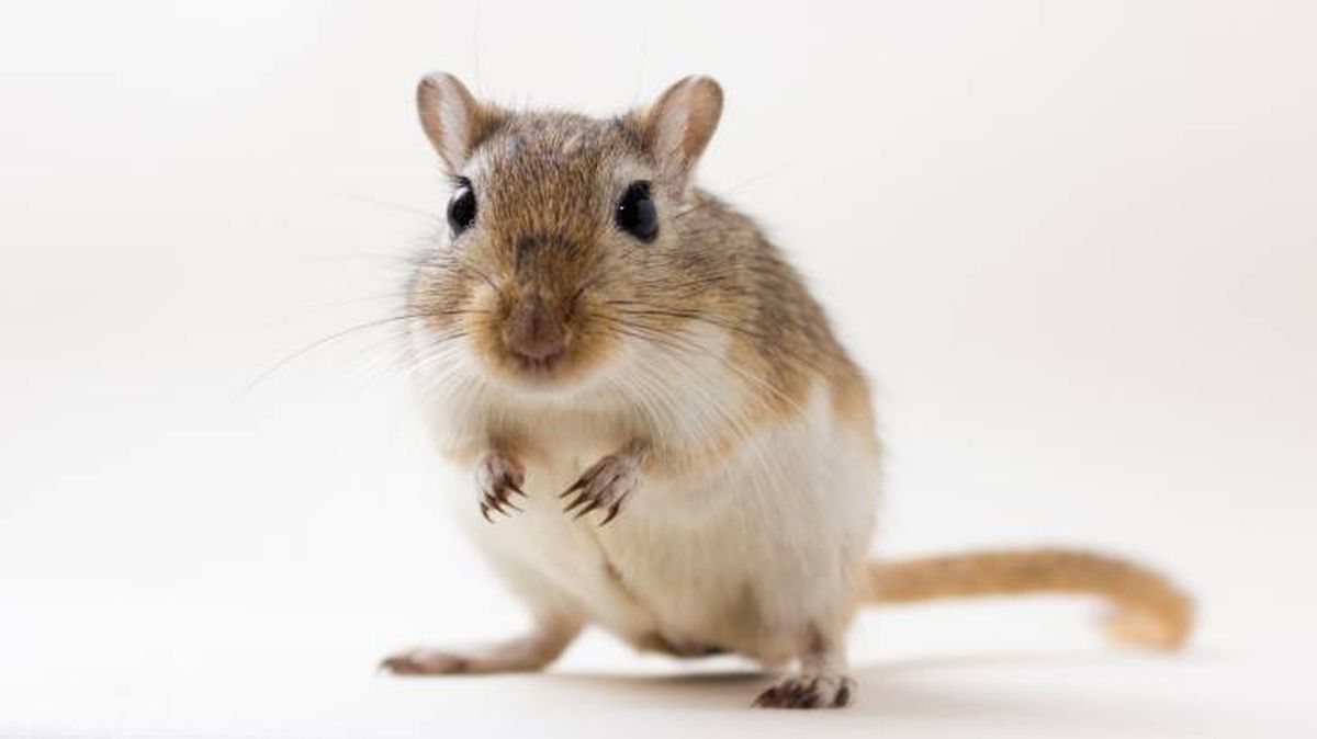 mascotas hipoalergenicas jerbo