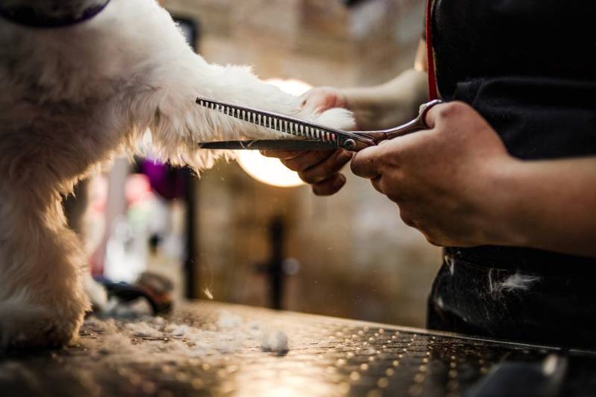 Todos coinciden en no rapar, sino cortar el pelo más corto para refrescar