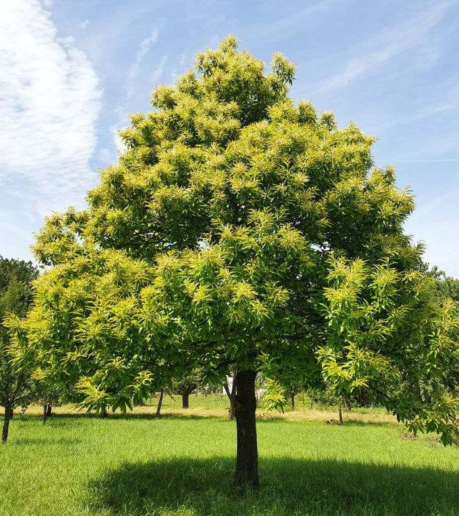 terreno para plantar arbol de castano