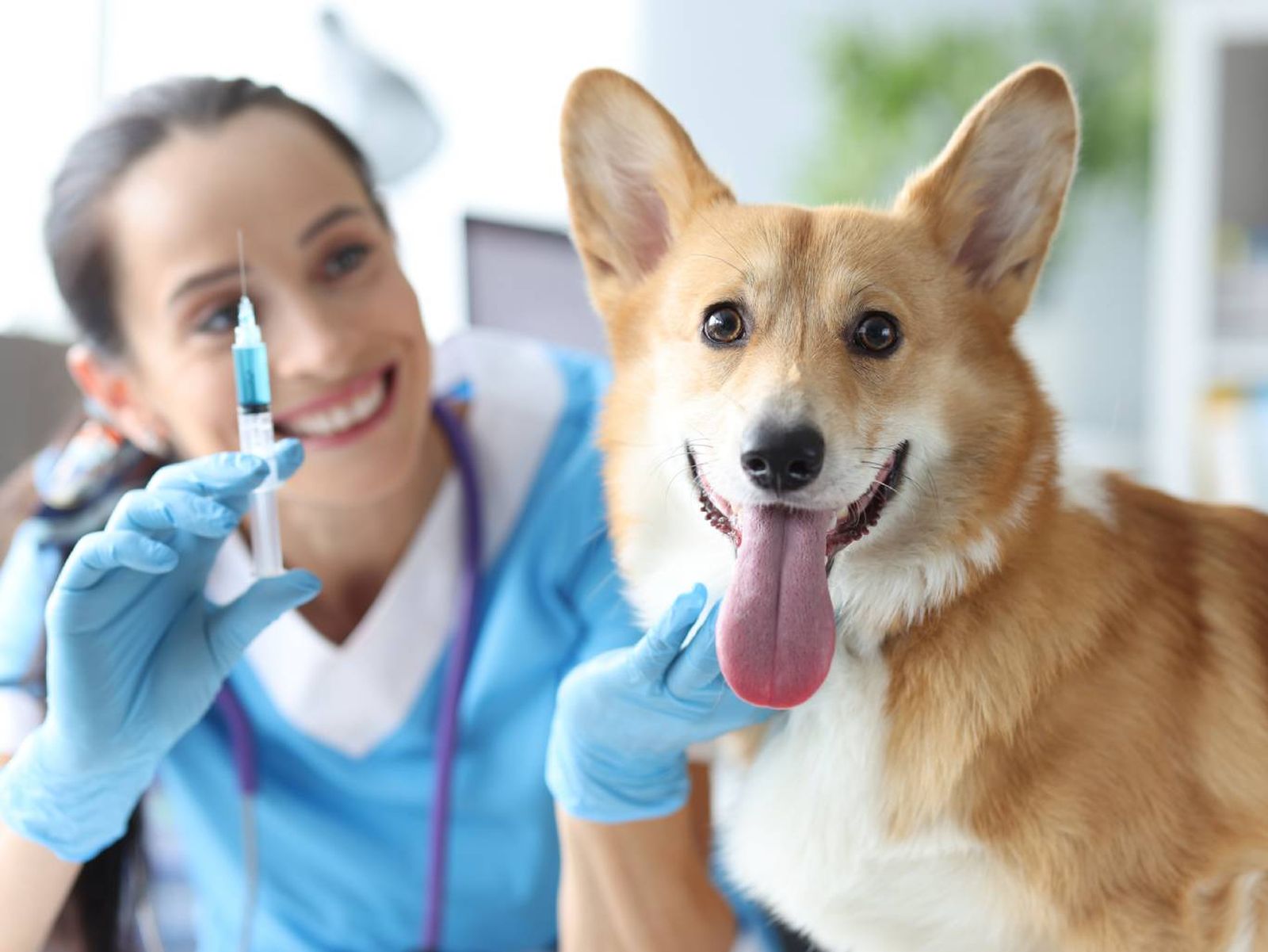 No vacunar a tu perro puede poner en riesgo su salud y la de otros animales. No vacunar a tu perro puede poner en riesgo su salud y la de otros animales.