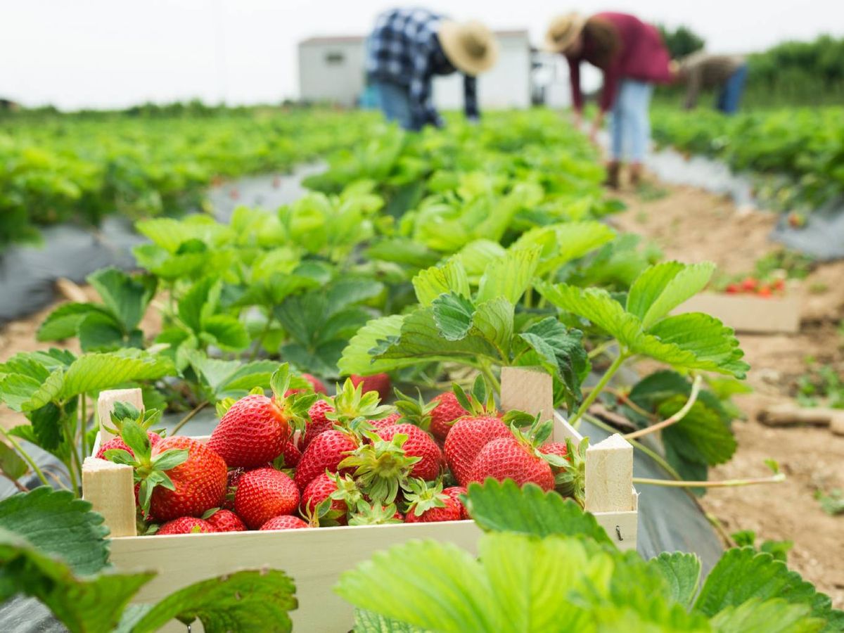 Huelva concentra el 95 % de la producción nacional de fresas.