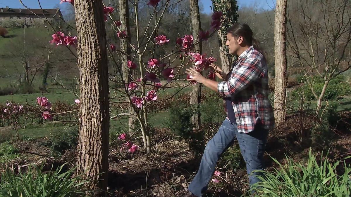 deco726 jardineria magnolios clima