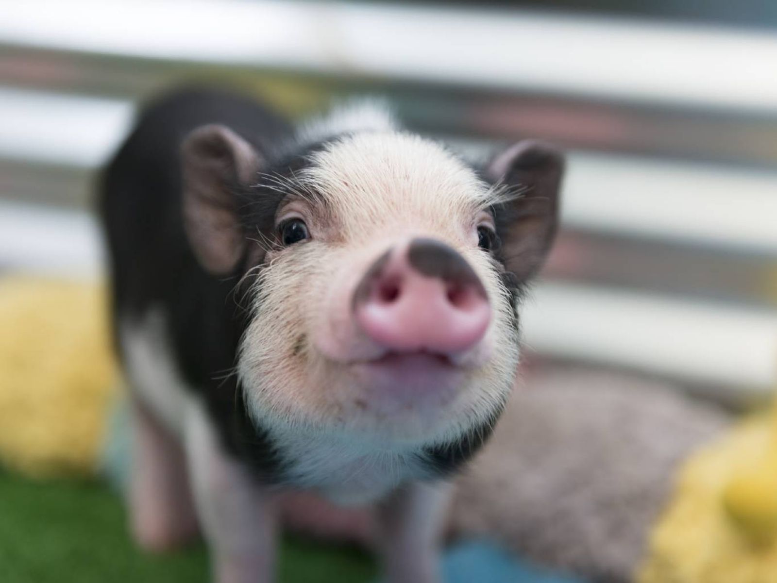 Los cerdos son animales bastante inteligentes. Los cerdos son animales bastante inteligentes.