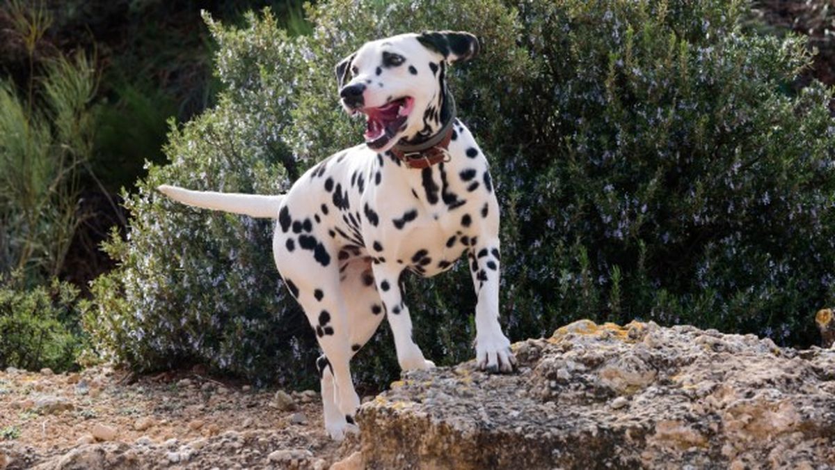 cuantas razas de perros hay 4