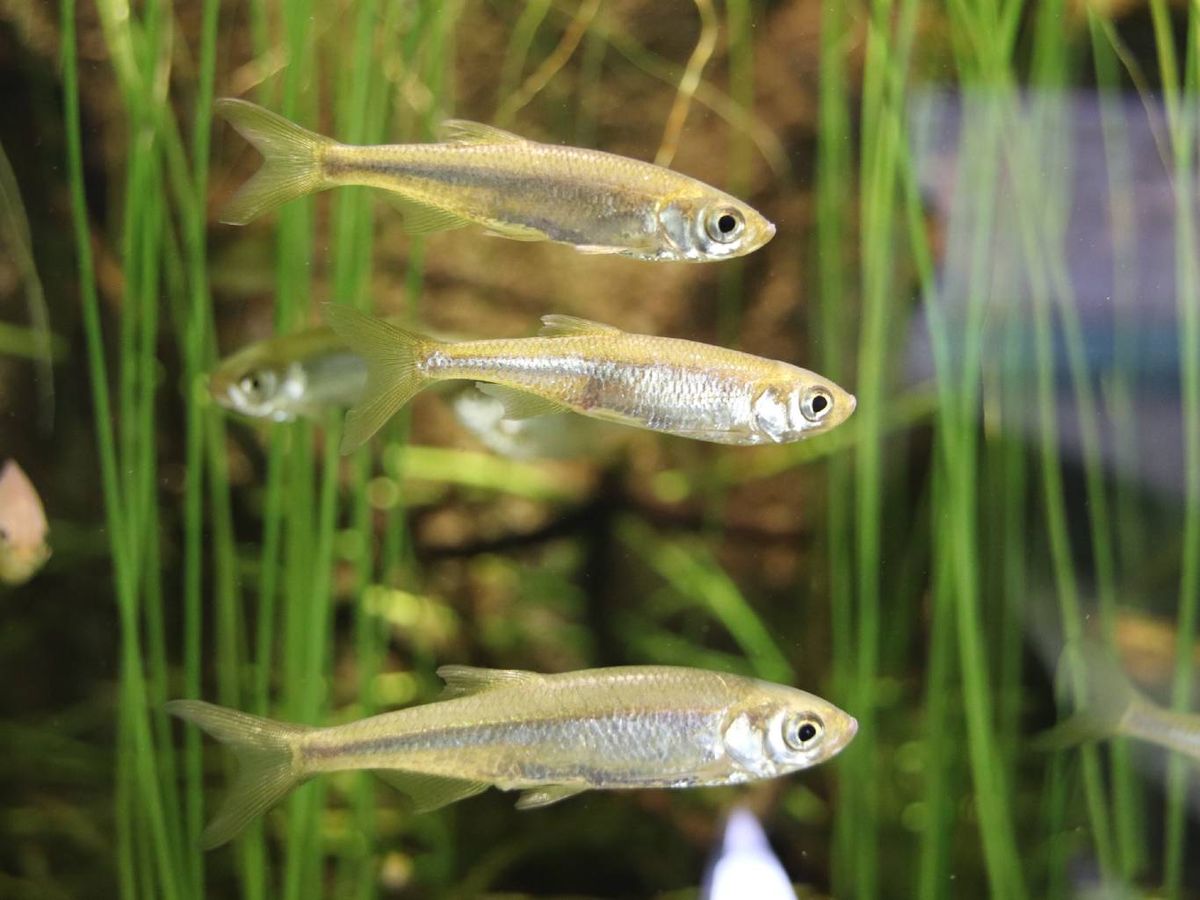 Los peces de aguas frías son aquellos que pueden vivir sin necesidad de un calentador.
