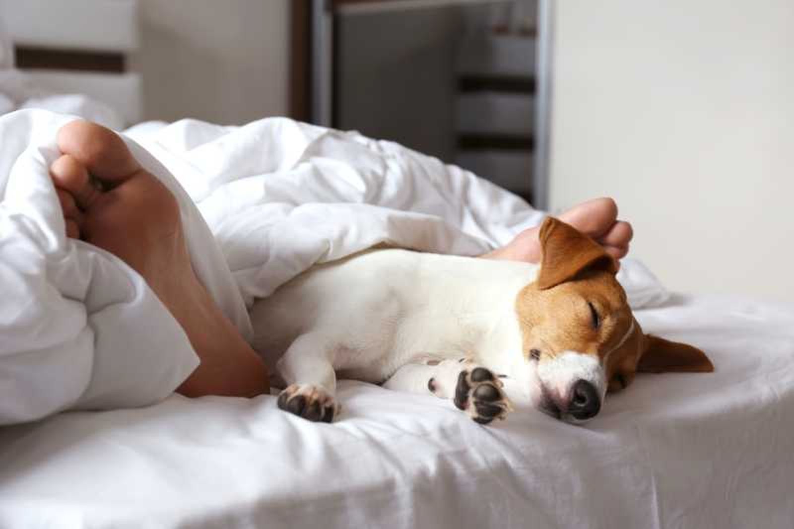 Perro durmiendo en la cama. Perro durmiendo en la cama.