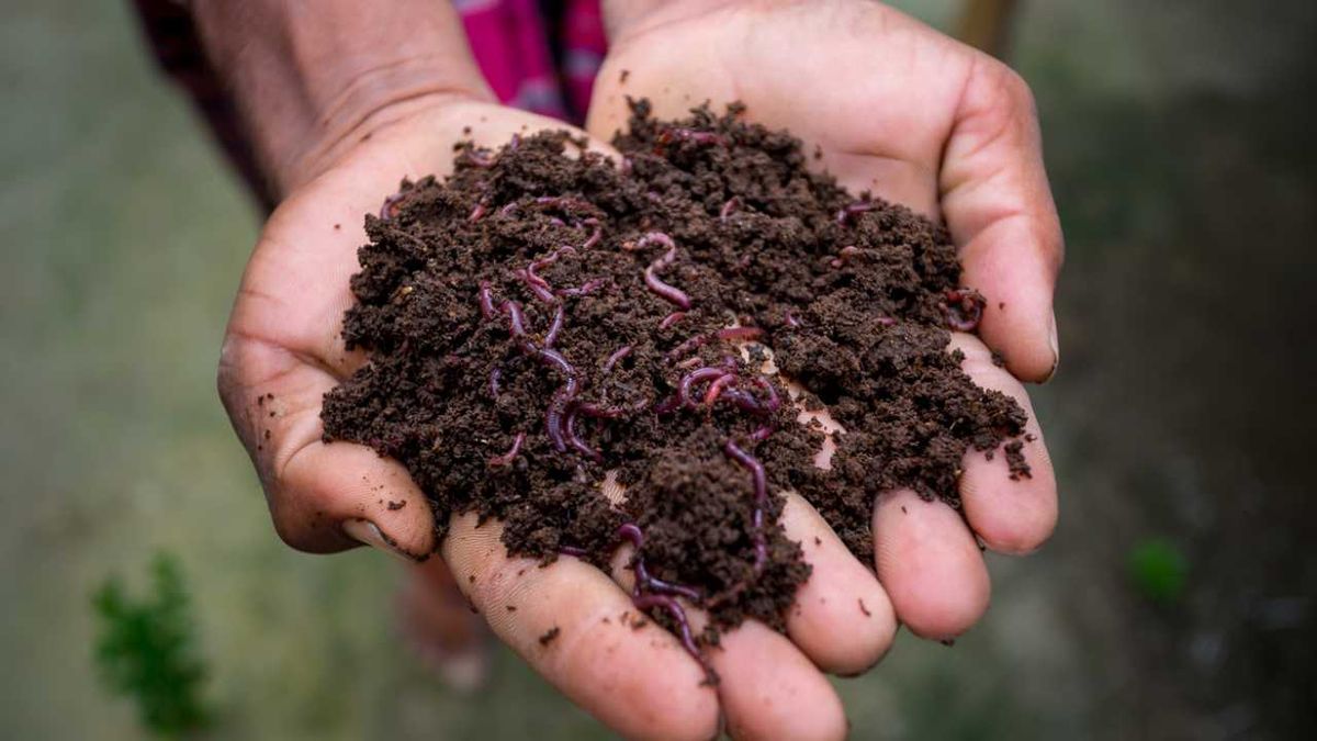 humus de lombriz