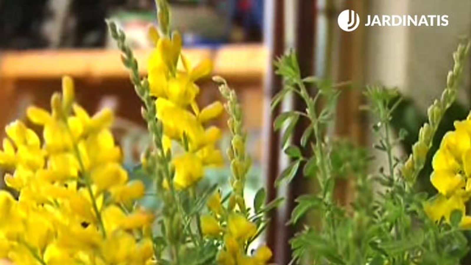 flores de genista arbusto p2 flores de genista arbusto p2
