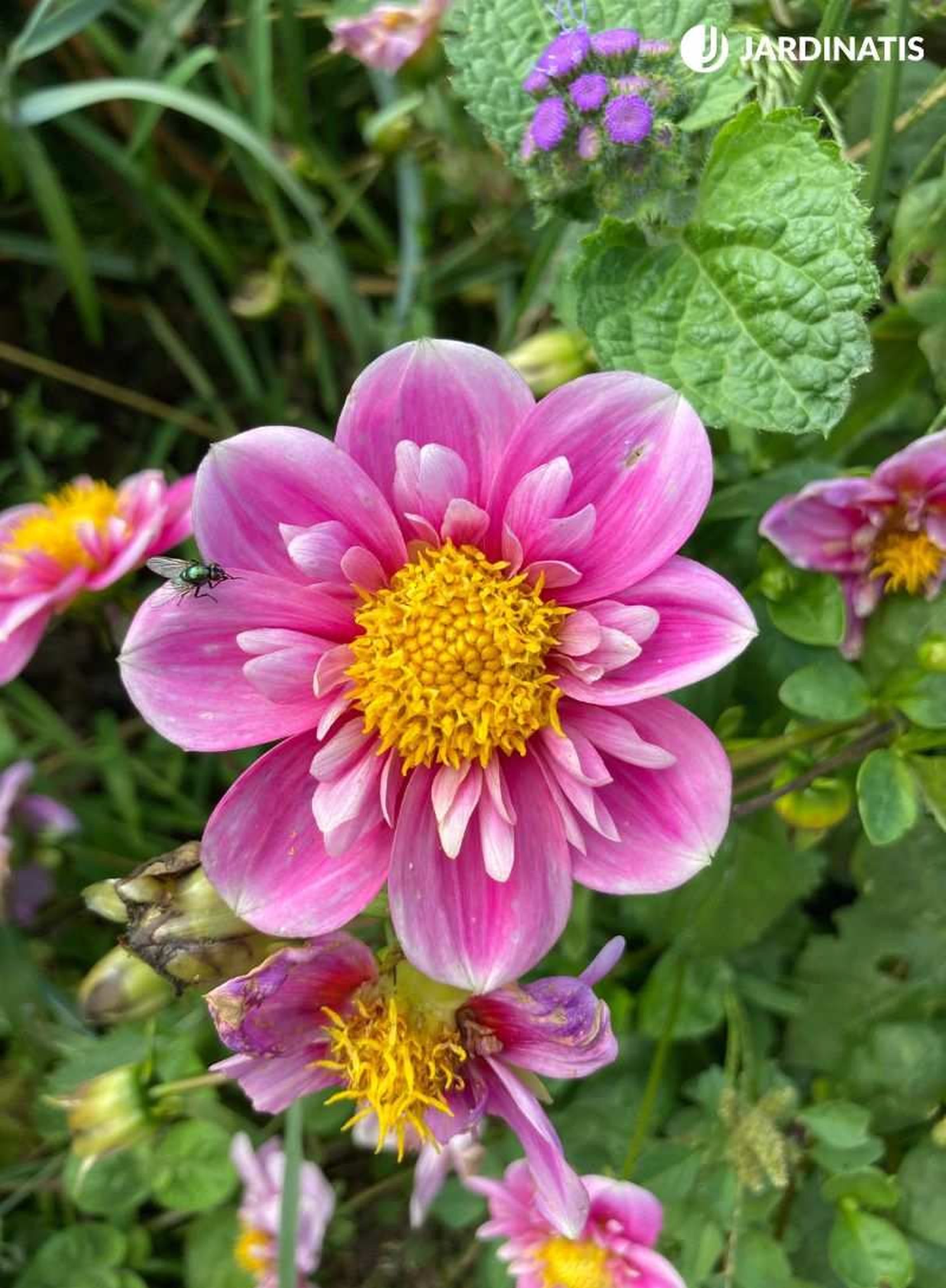Las dalias son flores hermafroditas.