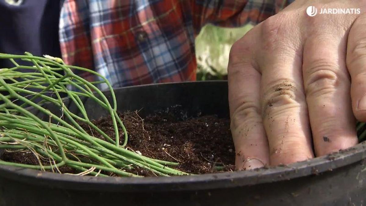 El acodo es efectivo para multiplicar rhipsalis