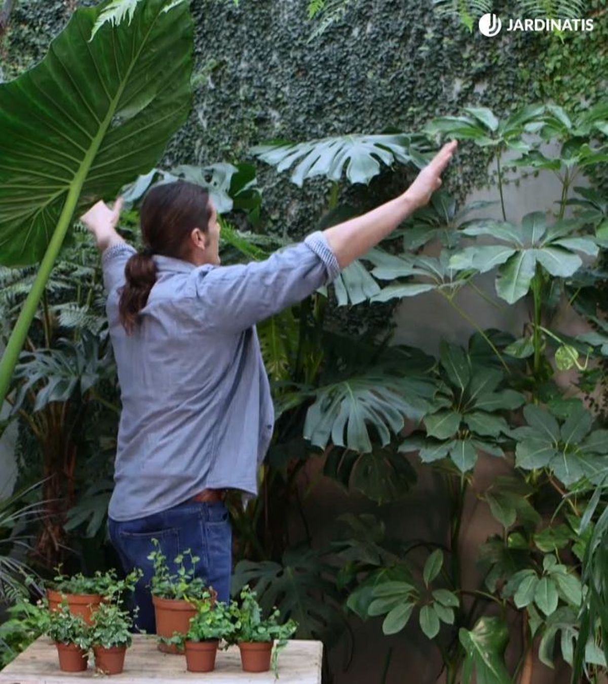ficus pumila cubriendo una pared brico 943