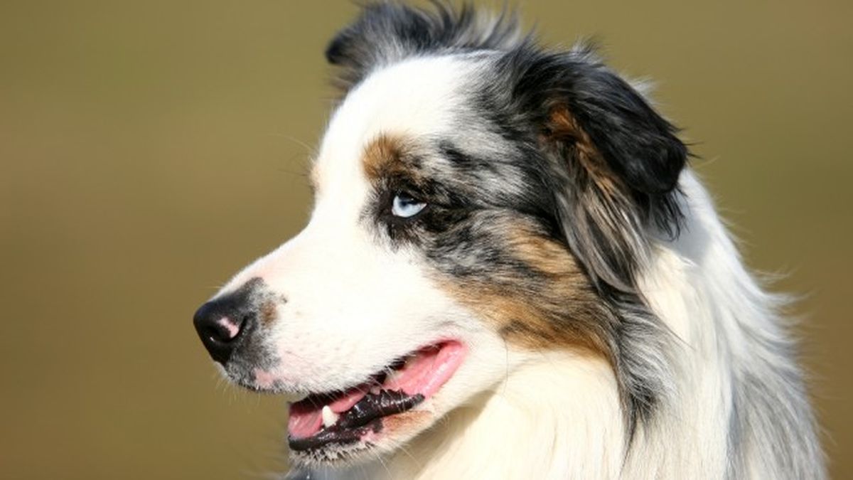 border collie ok 1