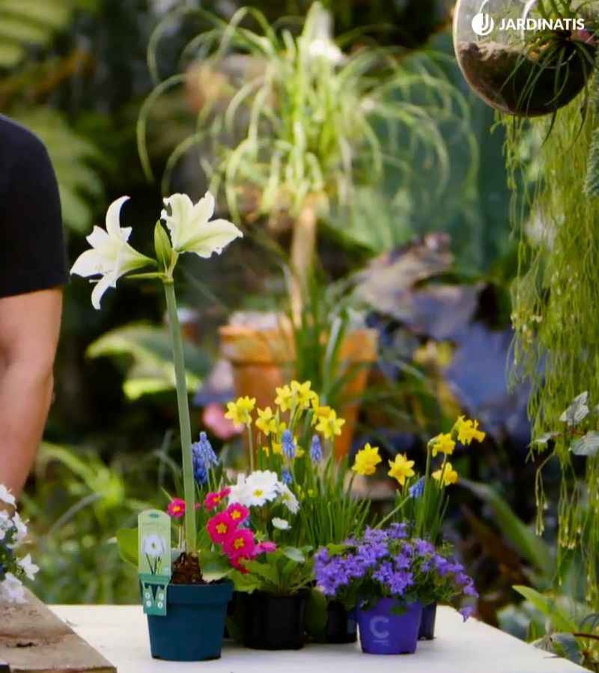 Variedad de plantas bulbosas