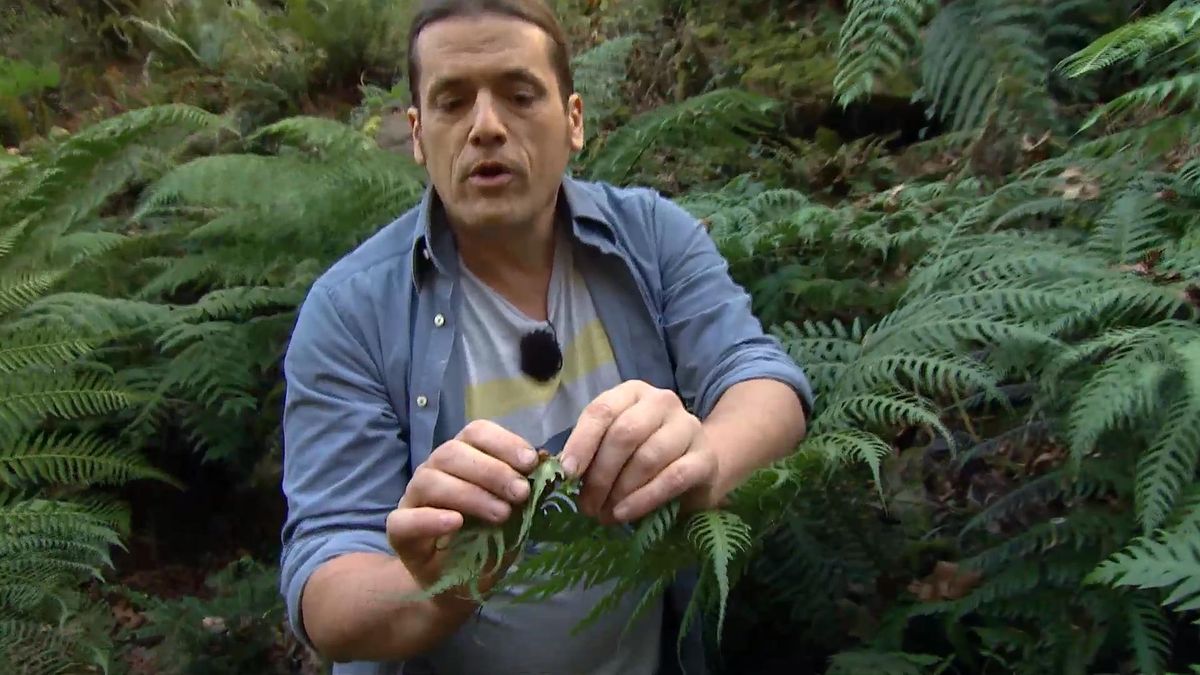 715 jardineria sotobosque helechos woodwardia radicans