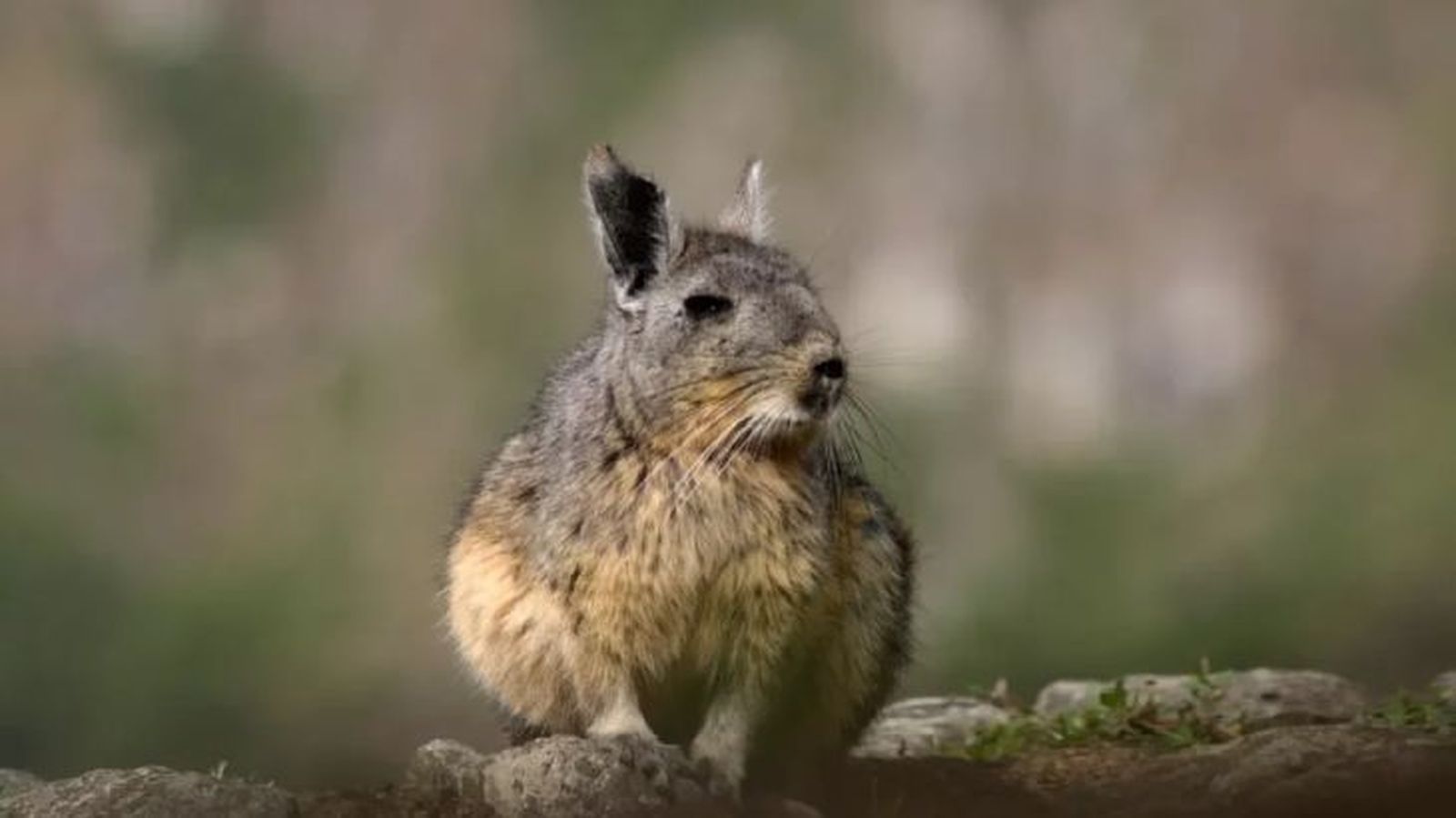 animales que empiezan por v vizcacha animales que empiezan por v vizcacha