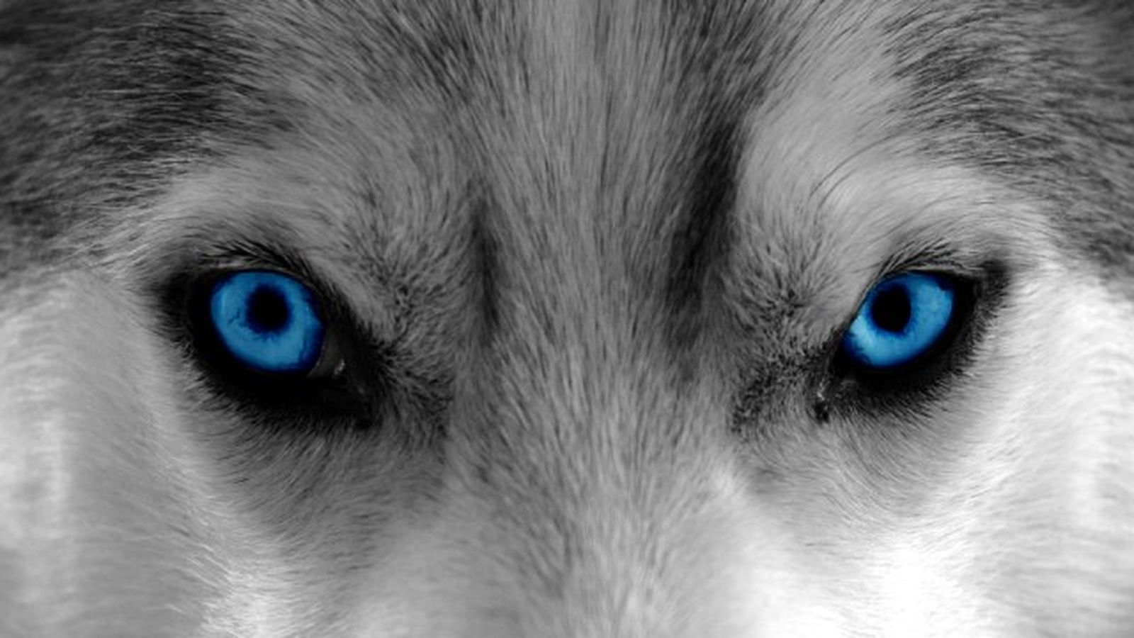 husky siberiano 5 husky siberiano 5