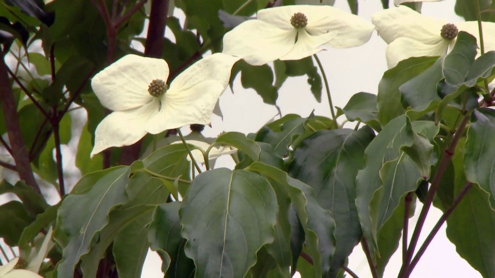 deco 698 cornus kousa xl