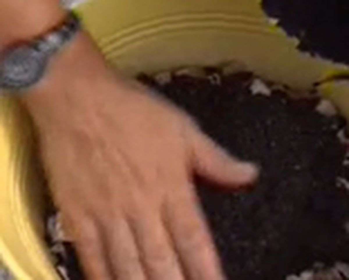 Composicion con cactus paso 2