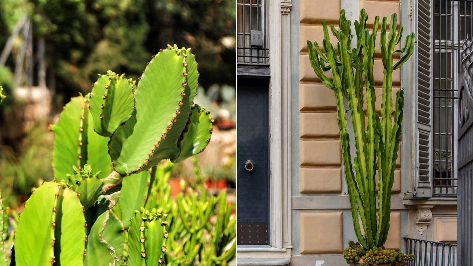 Cactus euphorbia ingens Cactus euphorbia ingens