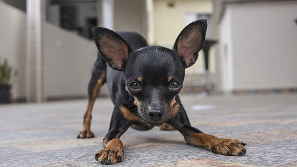 Su corto pelaje hace que pase frío en invierno.