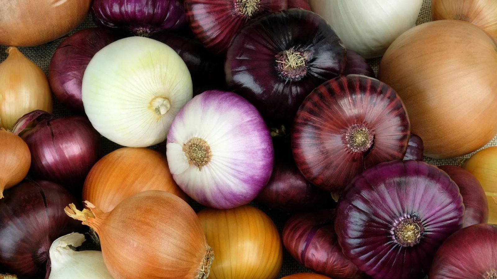 Tipos de cebolla