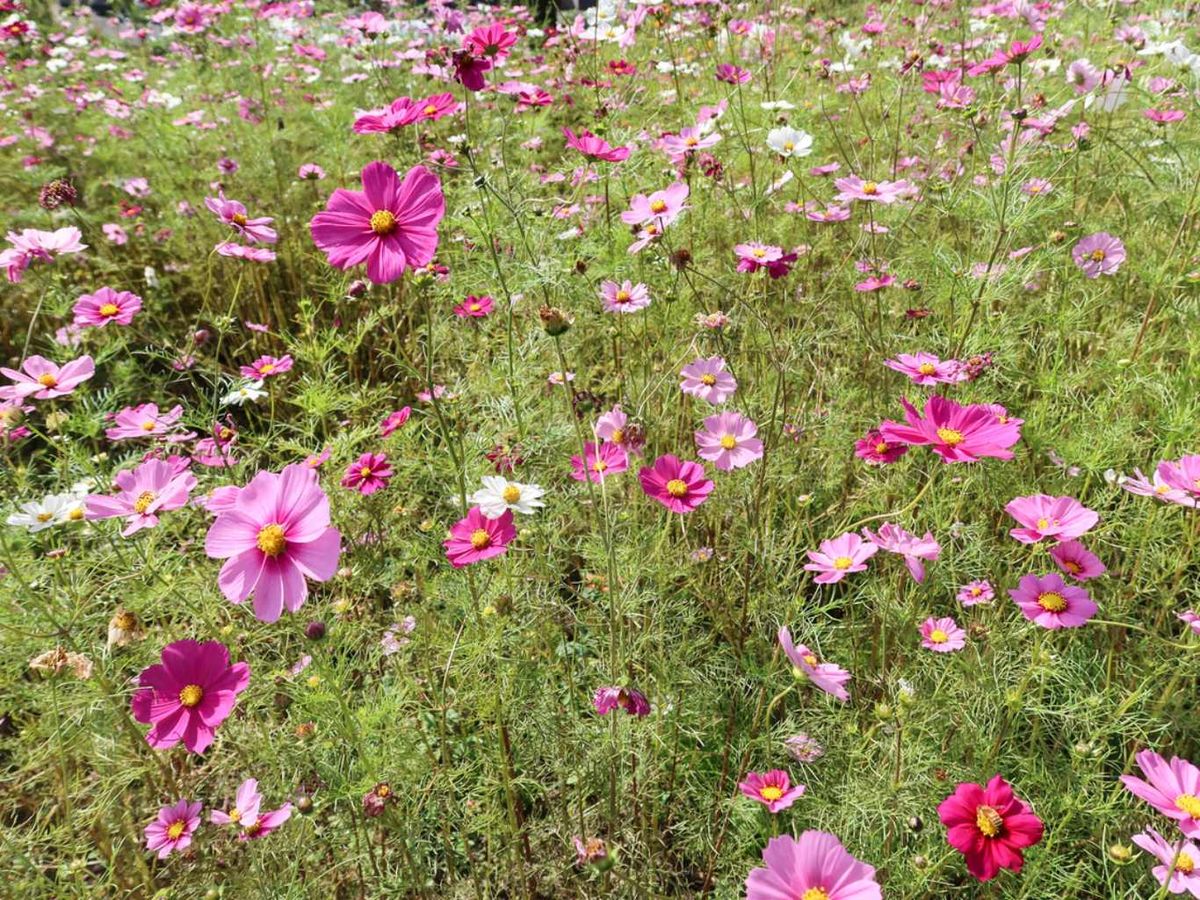 Jardín lleno de cosmos.