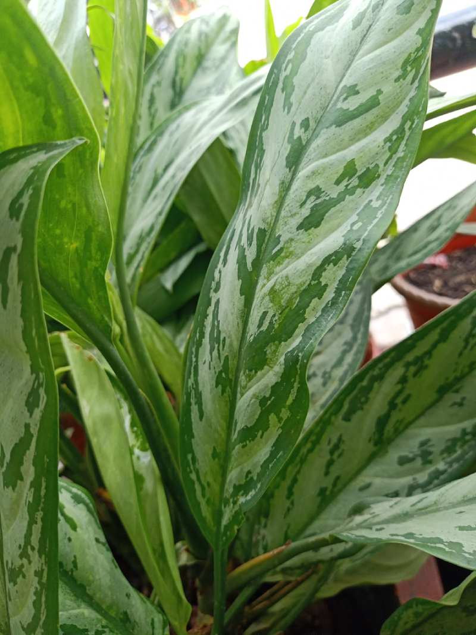 Las hojas de la Aglaonema Silver Queen tienen un patrón entre plateado y verde. Las hojas de la Aglaonema Silver Queen tienen un patrón entre plateado y verde.