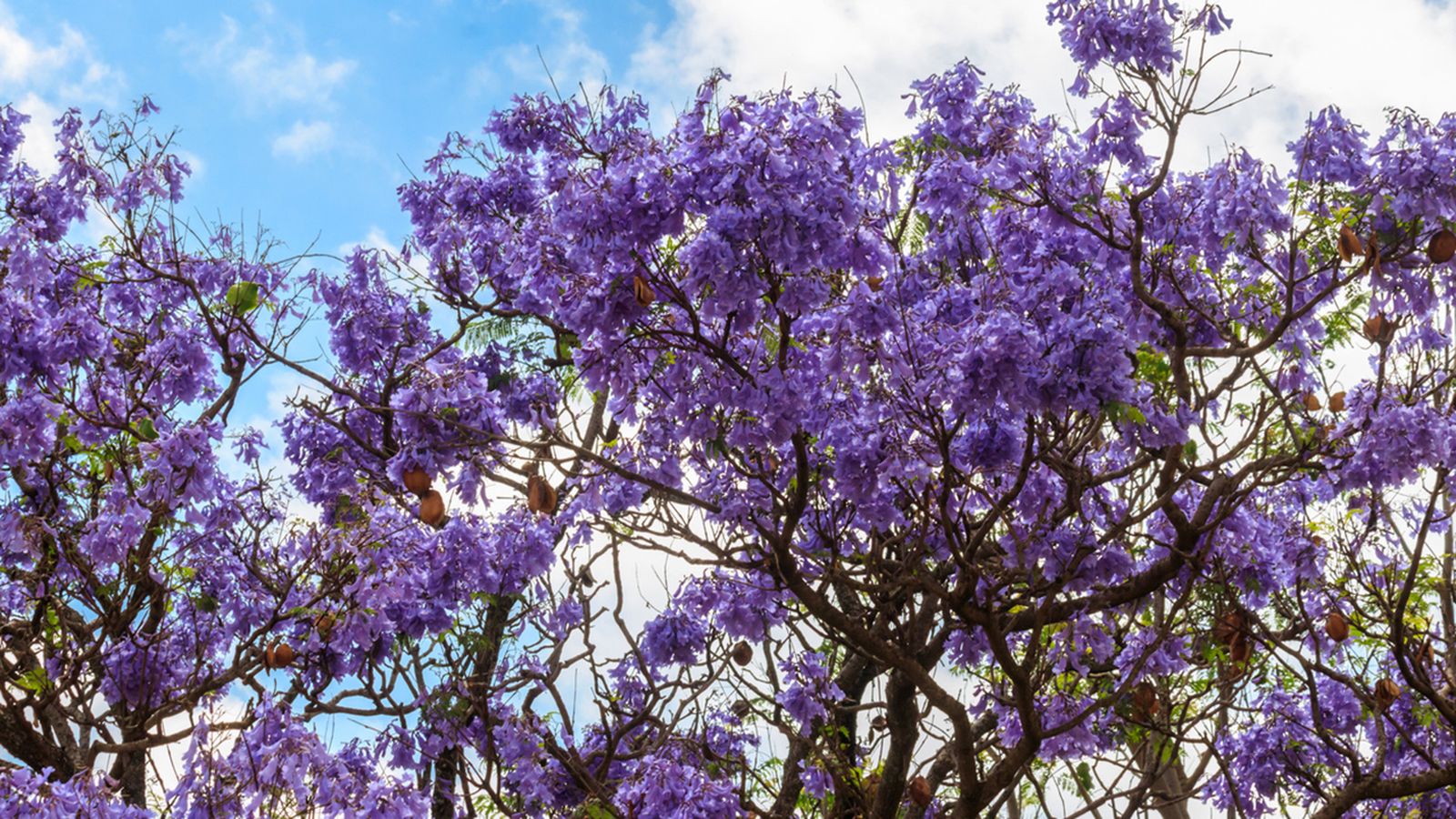 arbol jacaranda caracteristicas cuidados