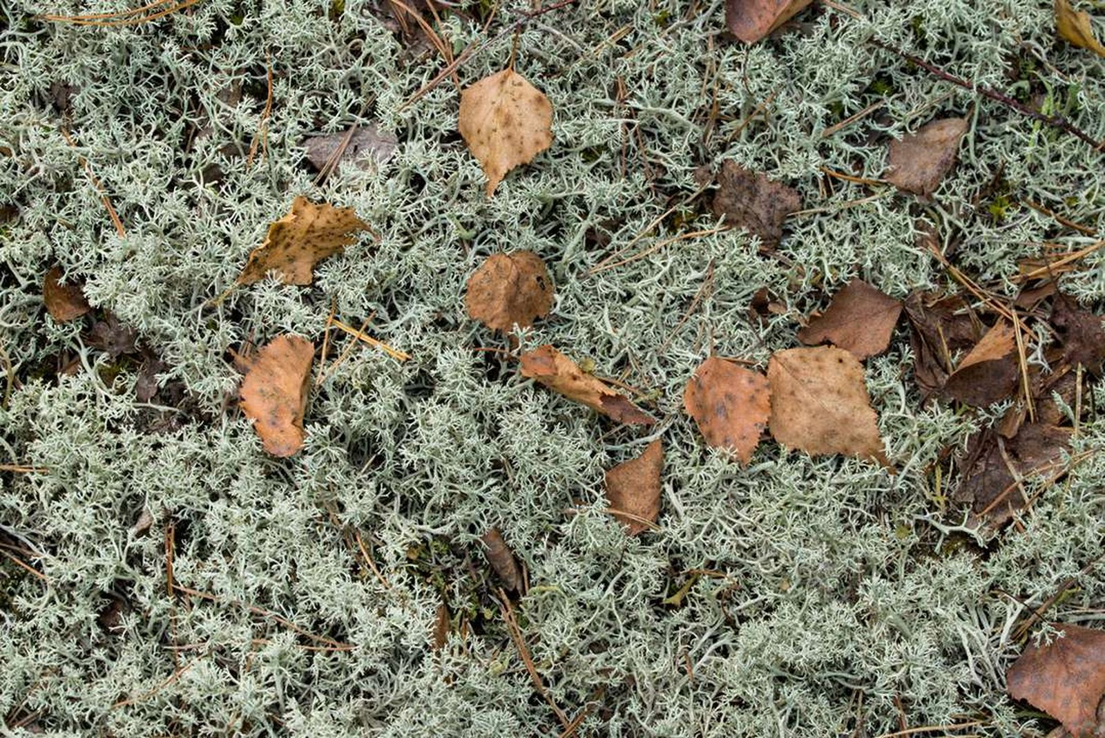 liquen musgo islandia el jardin de rocio p3