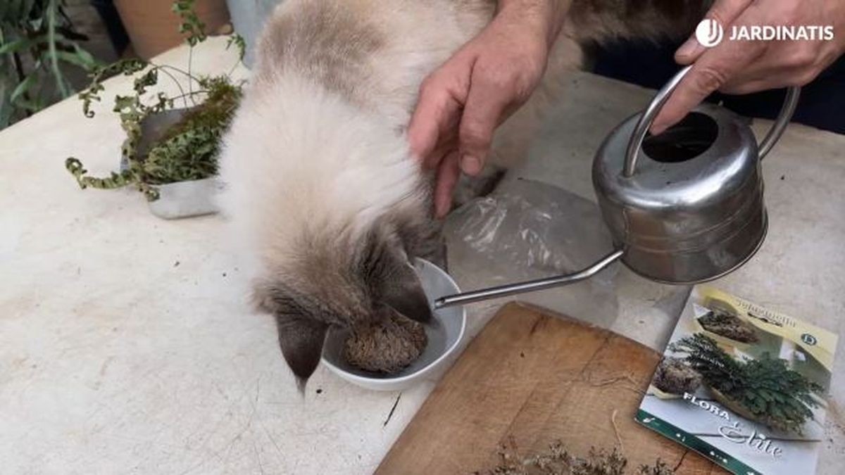 como activar la planta de resurrecion doradilla jardinatis 23 41