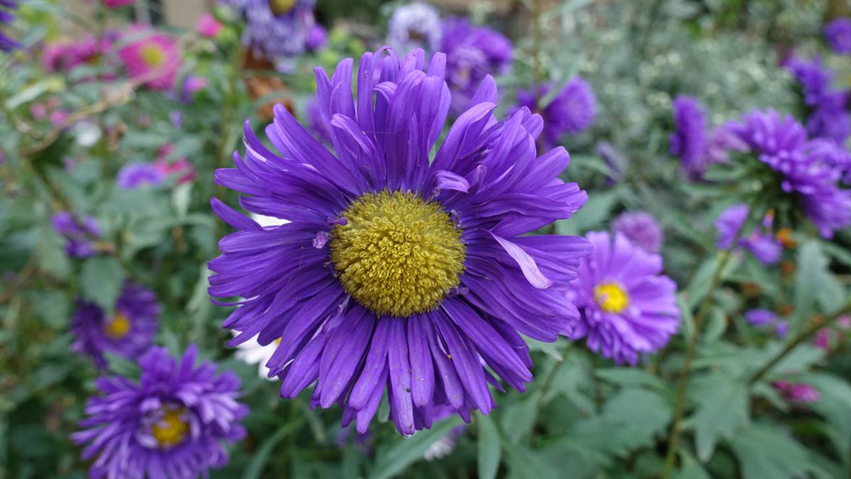 Callistephus chinensis otono