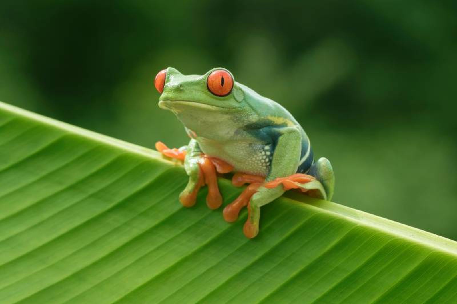 Las ranas arborícolas son principalmente insectívoras. Las ranas arborícolas son principalmente insectívoras.