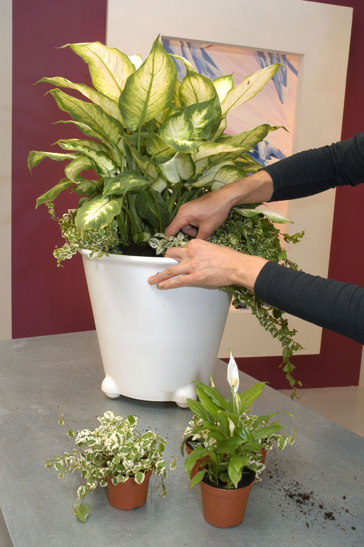 Composición con Dieffenbachia p3