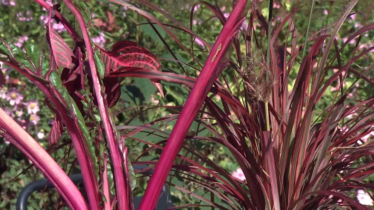 deko0706 jardin otono tonos rosas composicion floral acelga