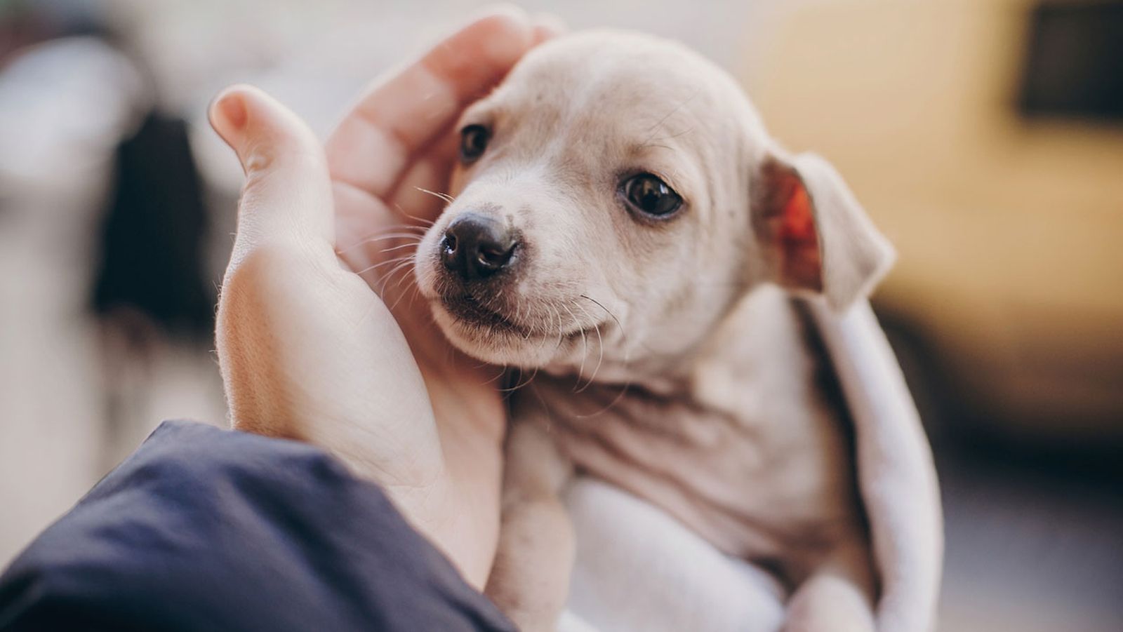 no comprar perros mestizos no comprar perros mestizos