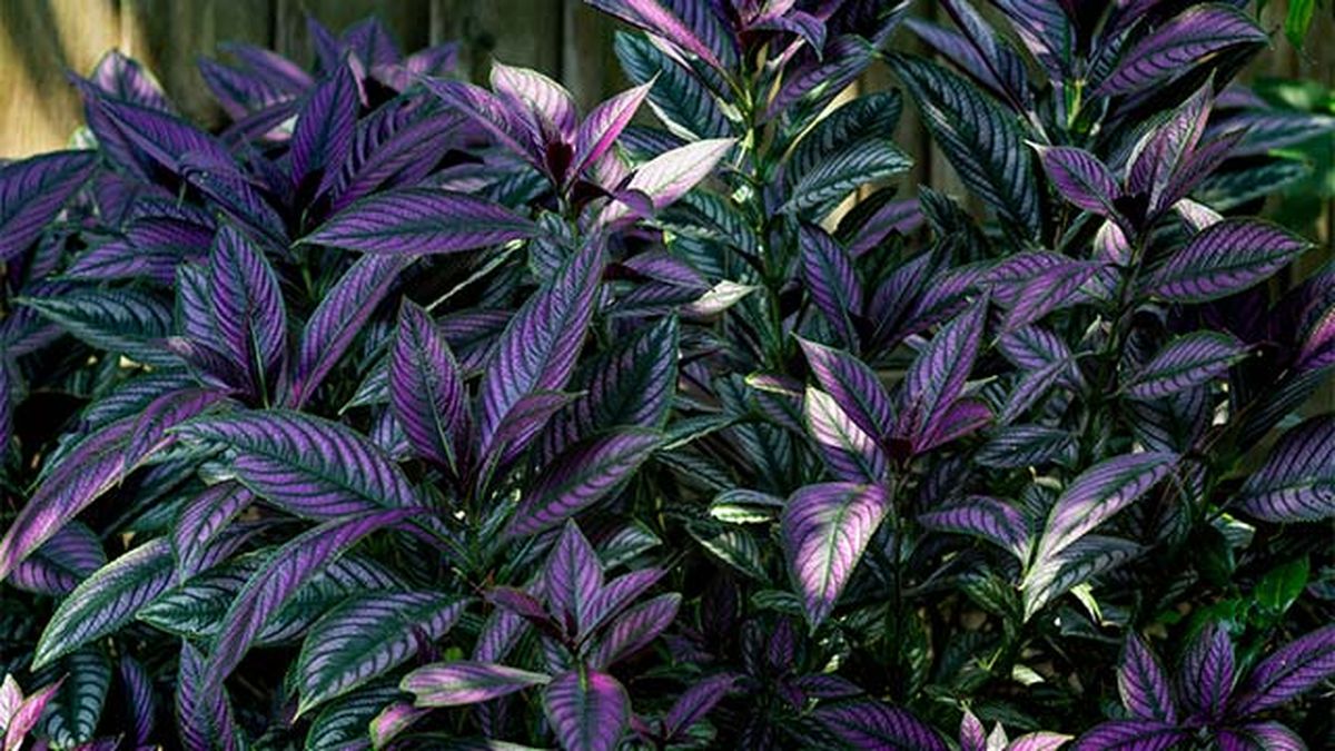 planta escudo persa xl