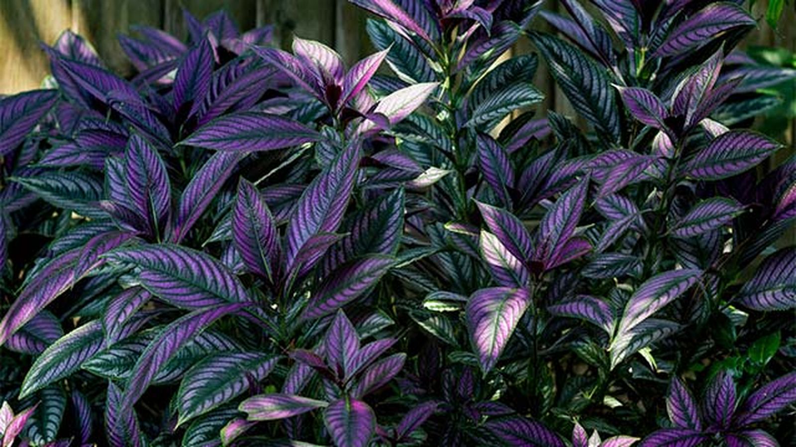 planta escudo persa xl planta escudo persa xl