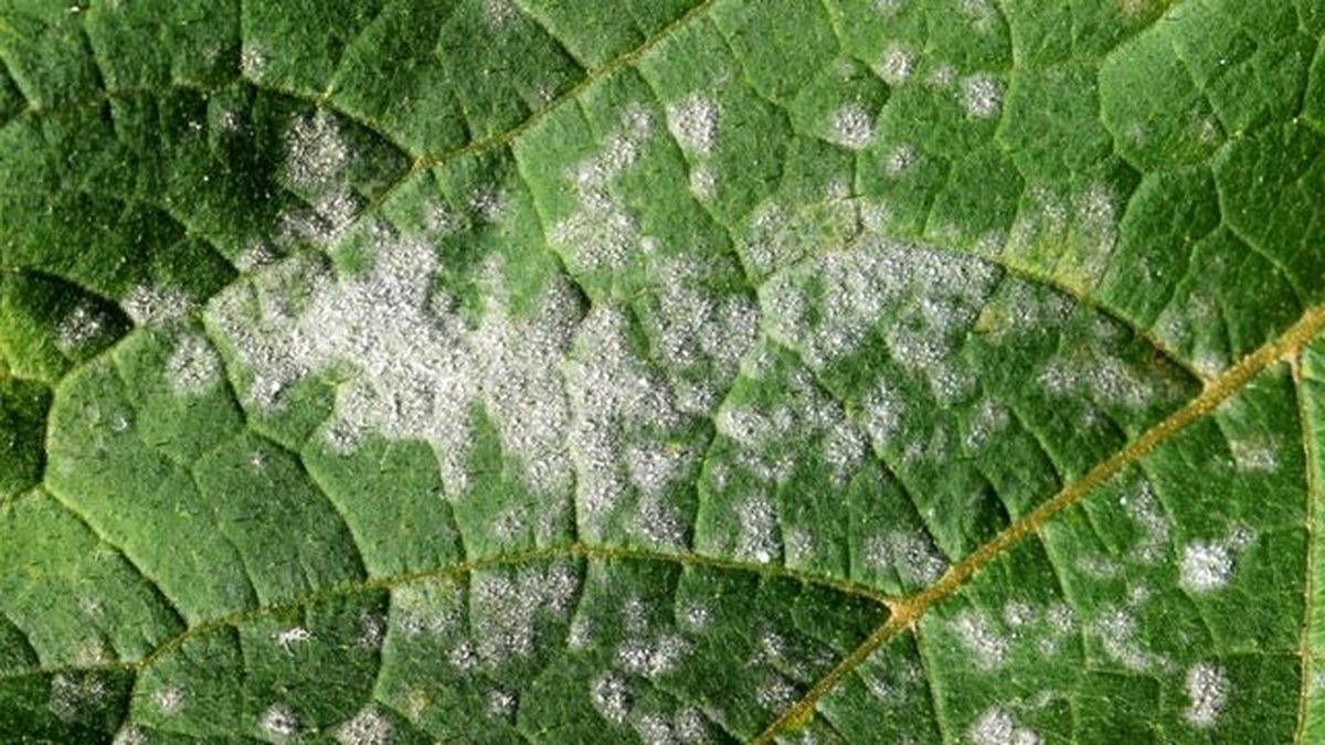 que es y como identificar el oidio en las plantas