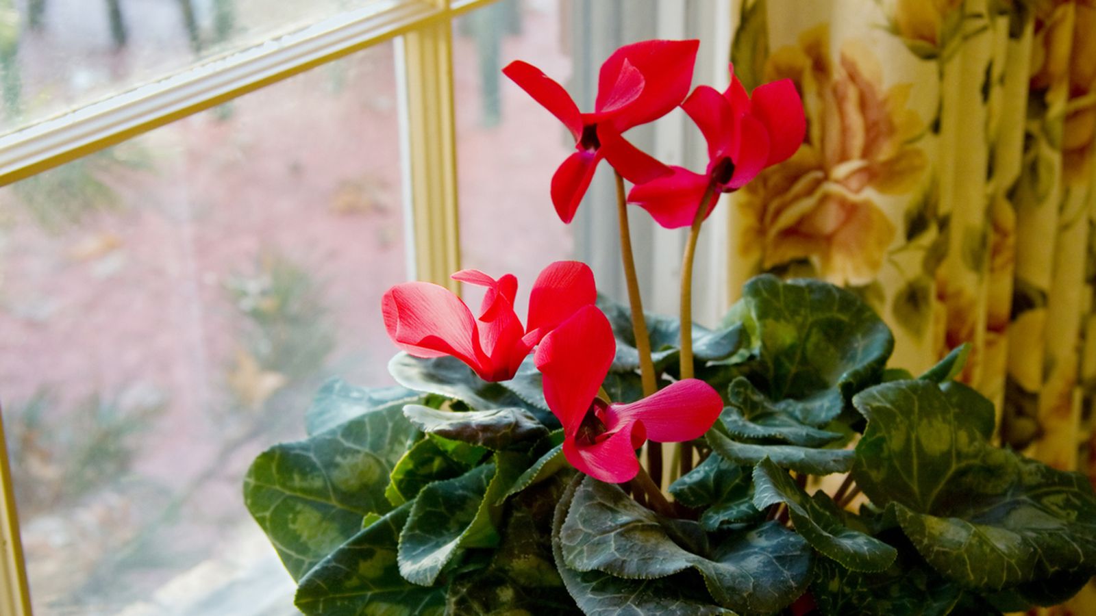 cyclamen planta cyclamen planta